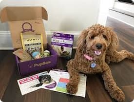 Interactive Fetch Balls