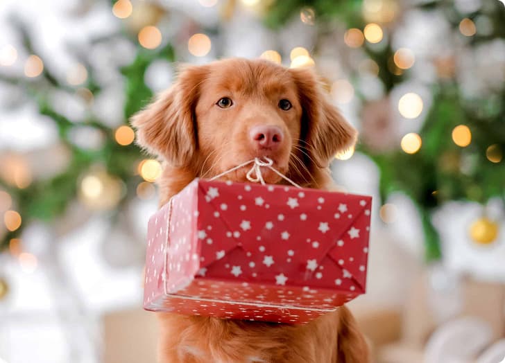 Dog with gift