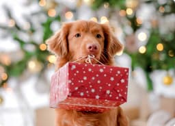 Dog with gift